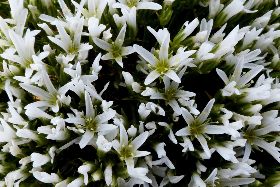 Arenaria hookeri P1240104