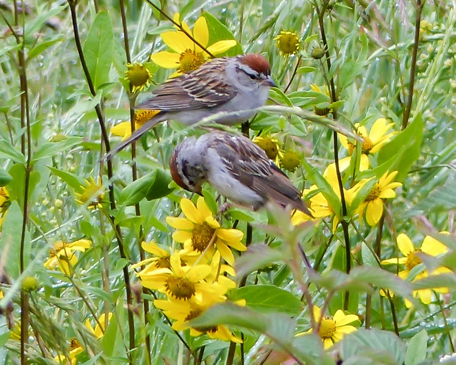 Chipping Sparrows-1000219