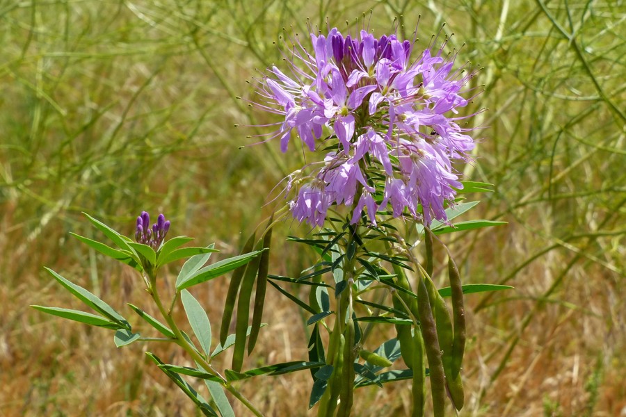 Cleome-Peritoma serrulata P1240061