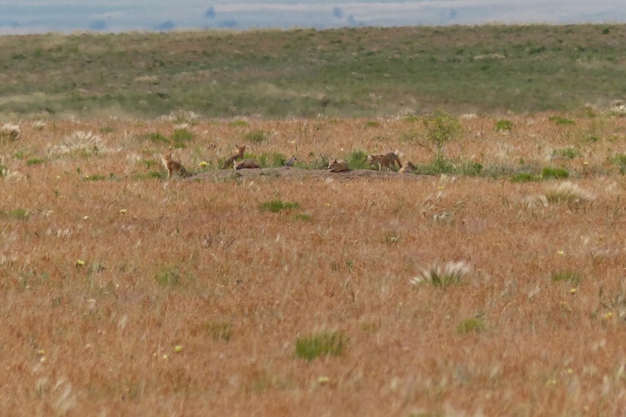Kit Fox pups P1230813