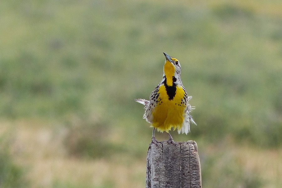 Meadowlark P1240067