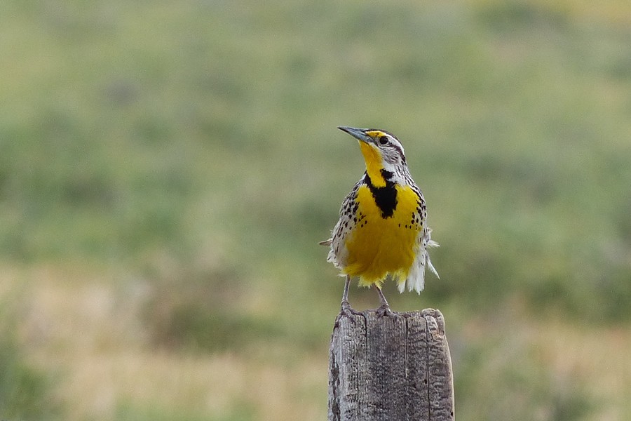 Meadowlark P1240070