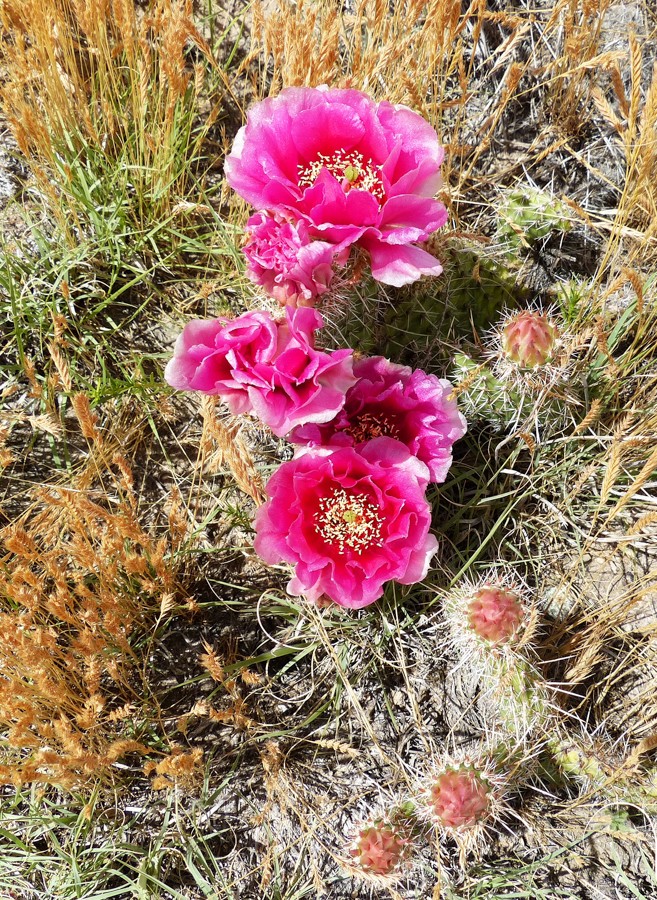 Opuncha phaeacantha P1240100