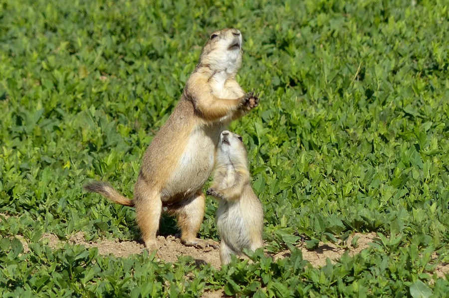 Prairie Dog all-clear P1210299