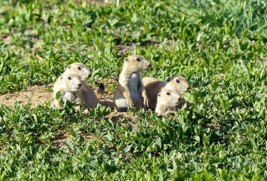 Prairie Dog pups P1210365