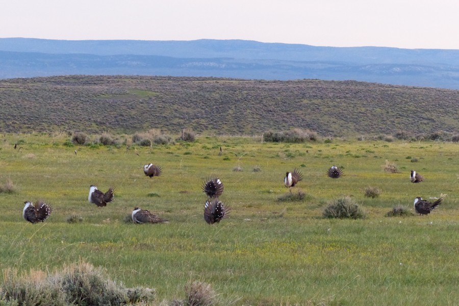 Sage Grouse Lek P1200580