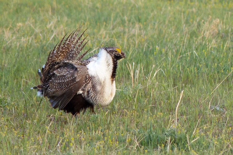 Sage Grouse P1200598