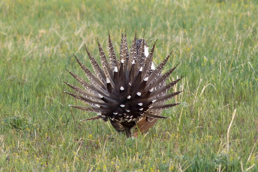 Sage Grouse P1200600