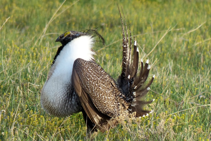 Sage Grouse P1200622