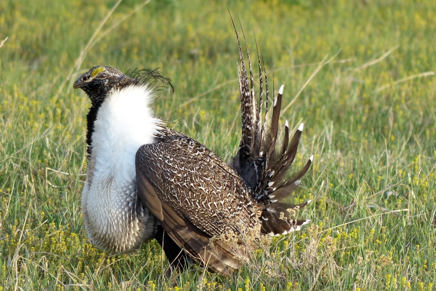 Sage Grouse P1200625