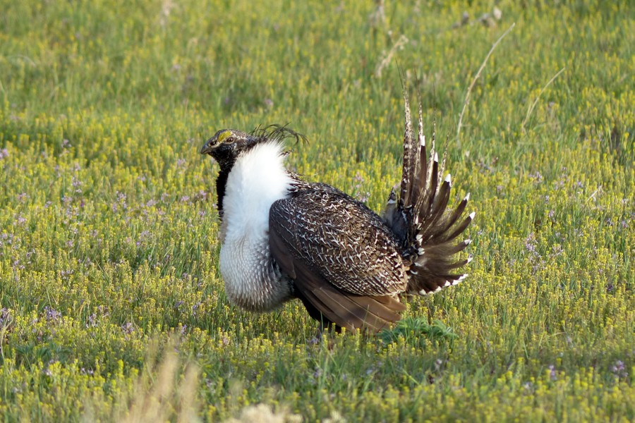 Sage Grouse P1200629