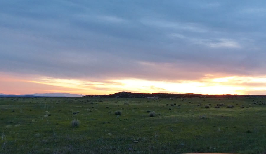Sage Grouse Sunrise P1200281