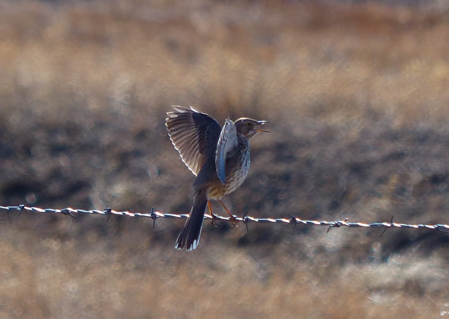 Sage Thrasher P1010870