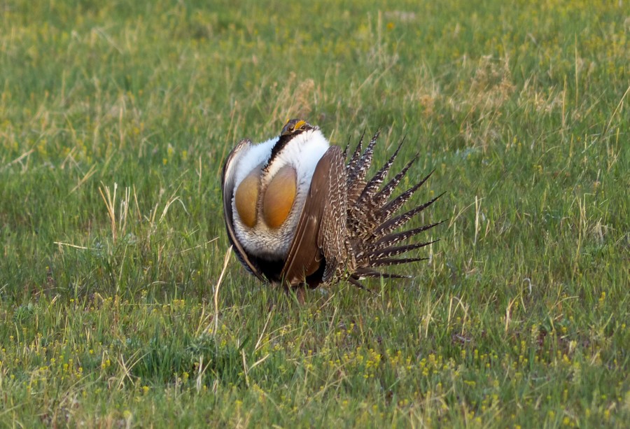 Sage grouse with air sacs P1200608