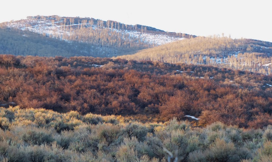 Sharp Tailed Grouse Habitat P1190884
