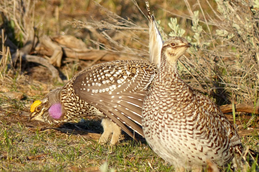Sharp Tailed Grouse M&F P1200065
