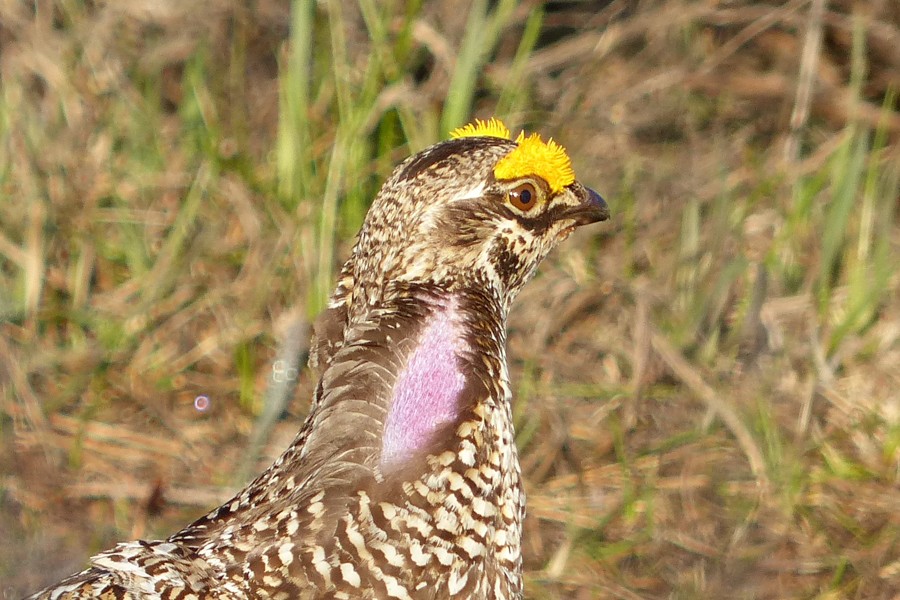 Sharp Tailed Grouse Male closeup P1200093