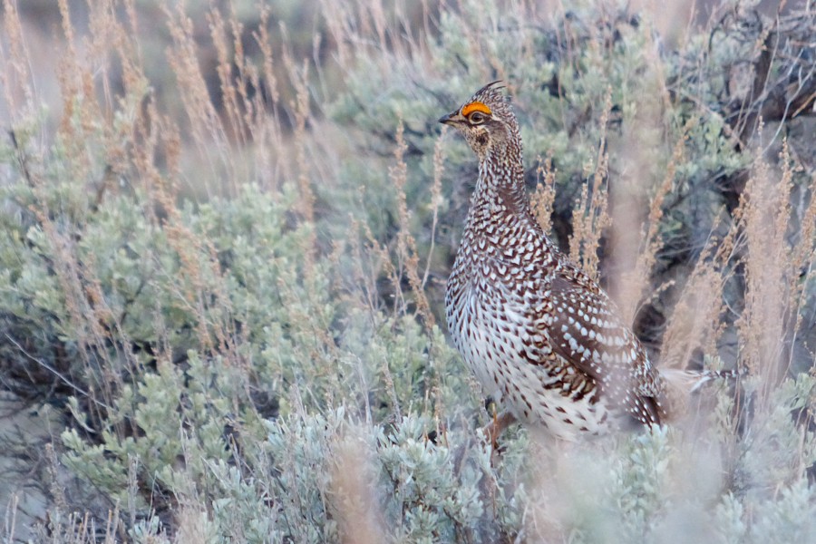 Sharp Tailed Grouse in Sagebrush P1190724