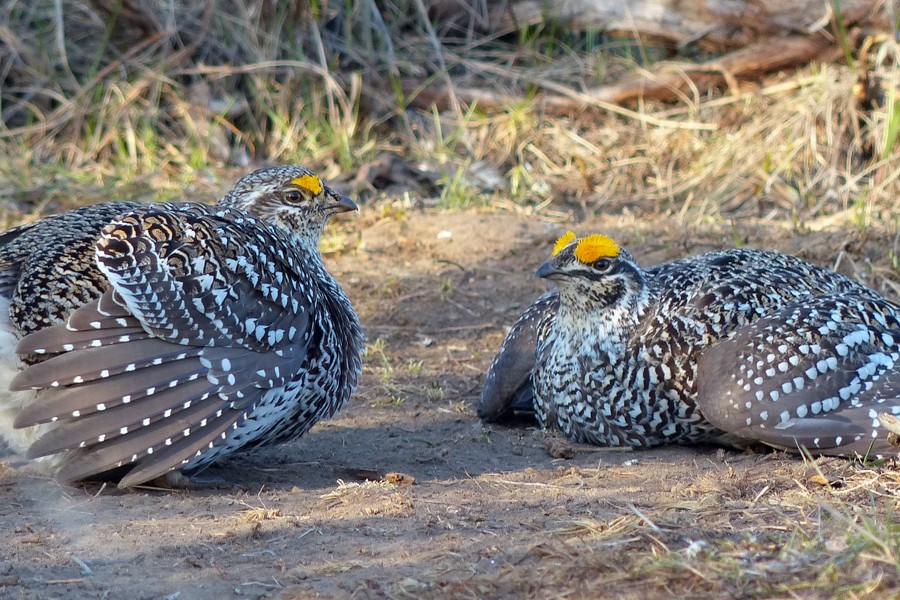 Sharp Tailed Grouse males squaring off P1200164