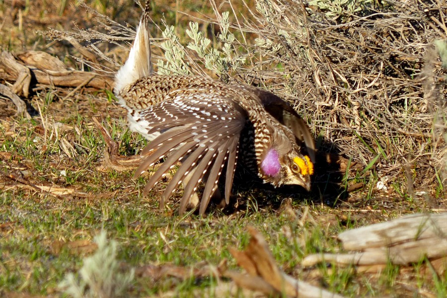 Sharp tailed grouse P1200088