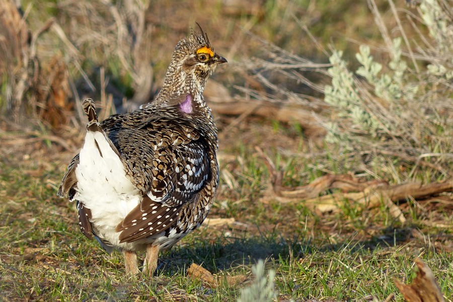 Sharp tailed grouse P1200175
