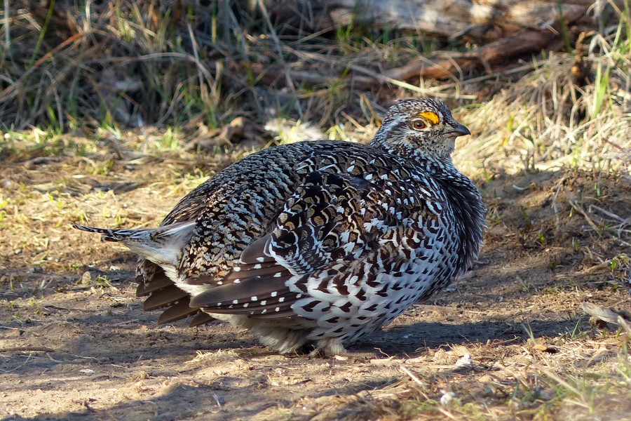 Sharp tailed grouse P1200181