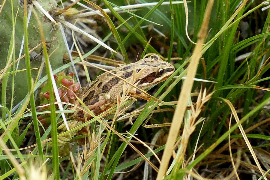 Striped Chorus Frog2 P1230878